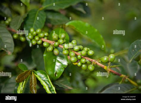 Coffea Arabica - Kaffeepflanze, Arabischer Kaffee